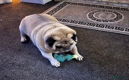 Pug dogs for sale: Male pug  - Image 2