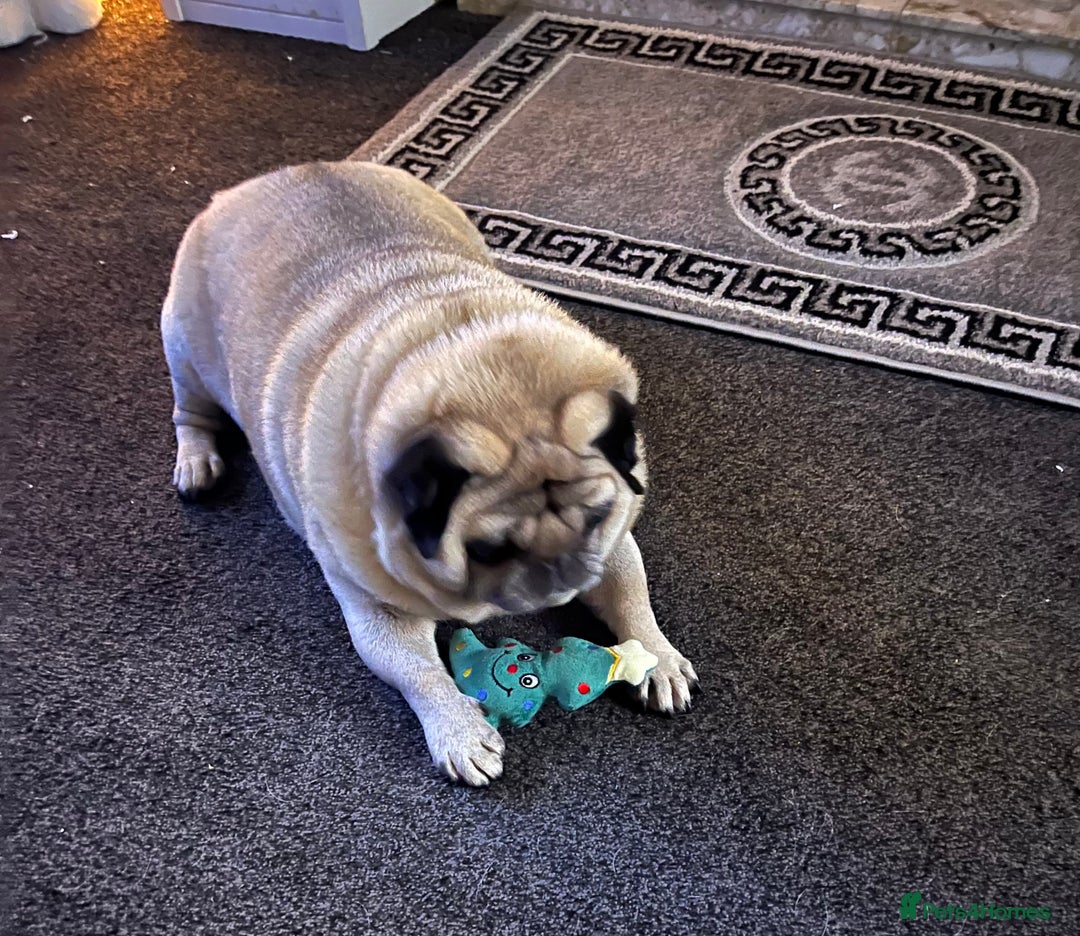 Pug dogs for sale: Male pug  - Image 2