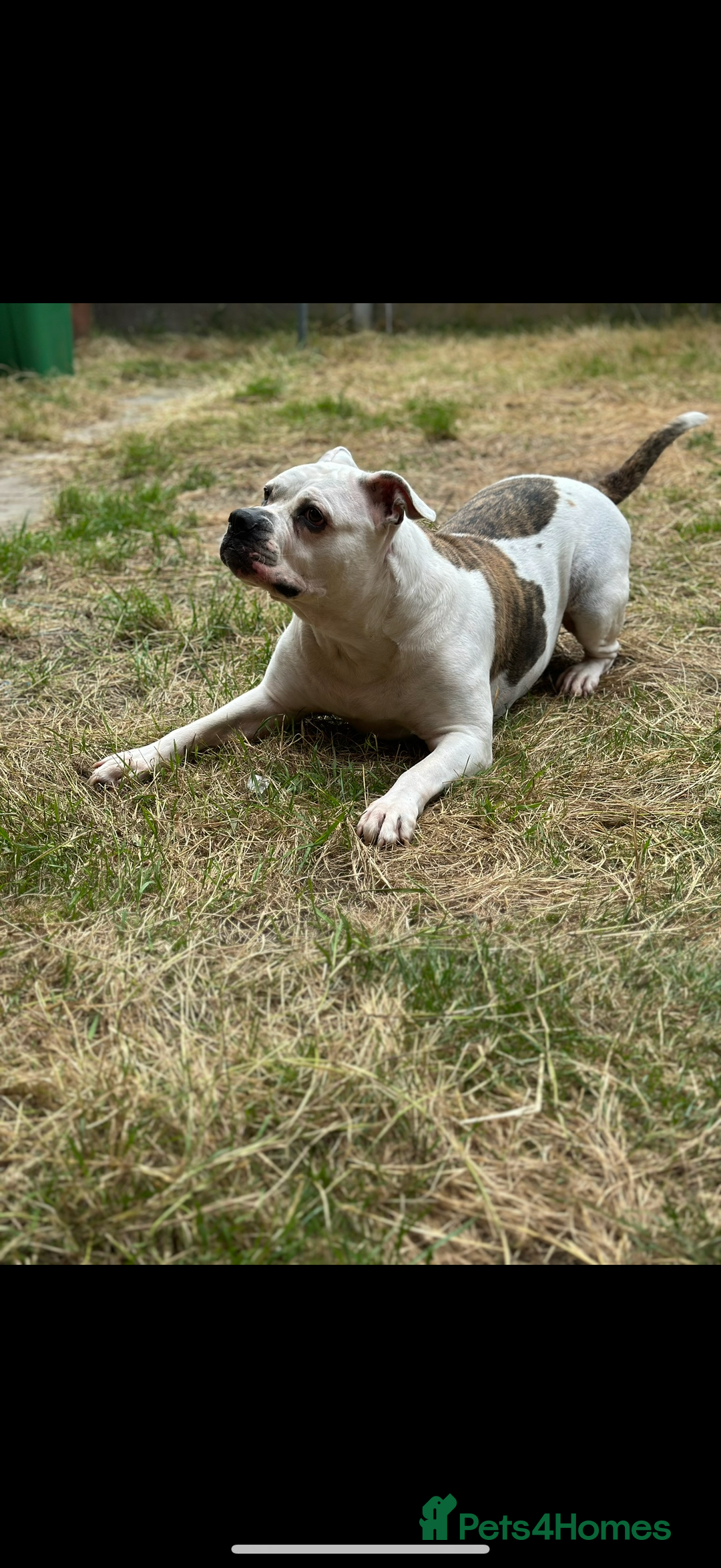 American Bulldog dogs for sale: American Bulldog female  - Advert 3