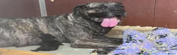 Presa Canario dogs for sale: Presa Canario puppies .  - Advert 3