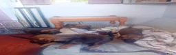 Border Terrier dogs for sale: Outstanding litter of KC Reg Border Terrier pups - Advert 7
