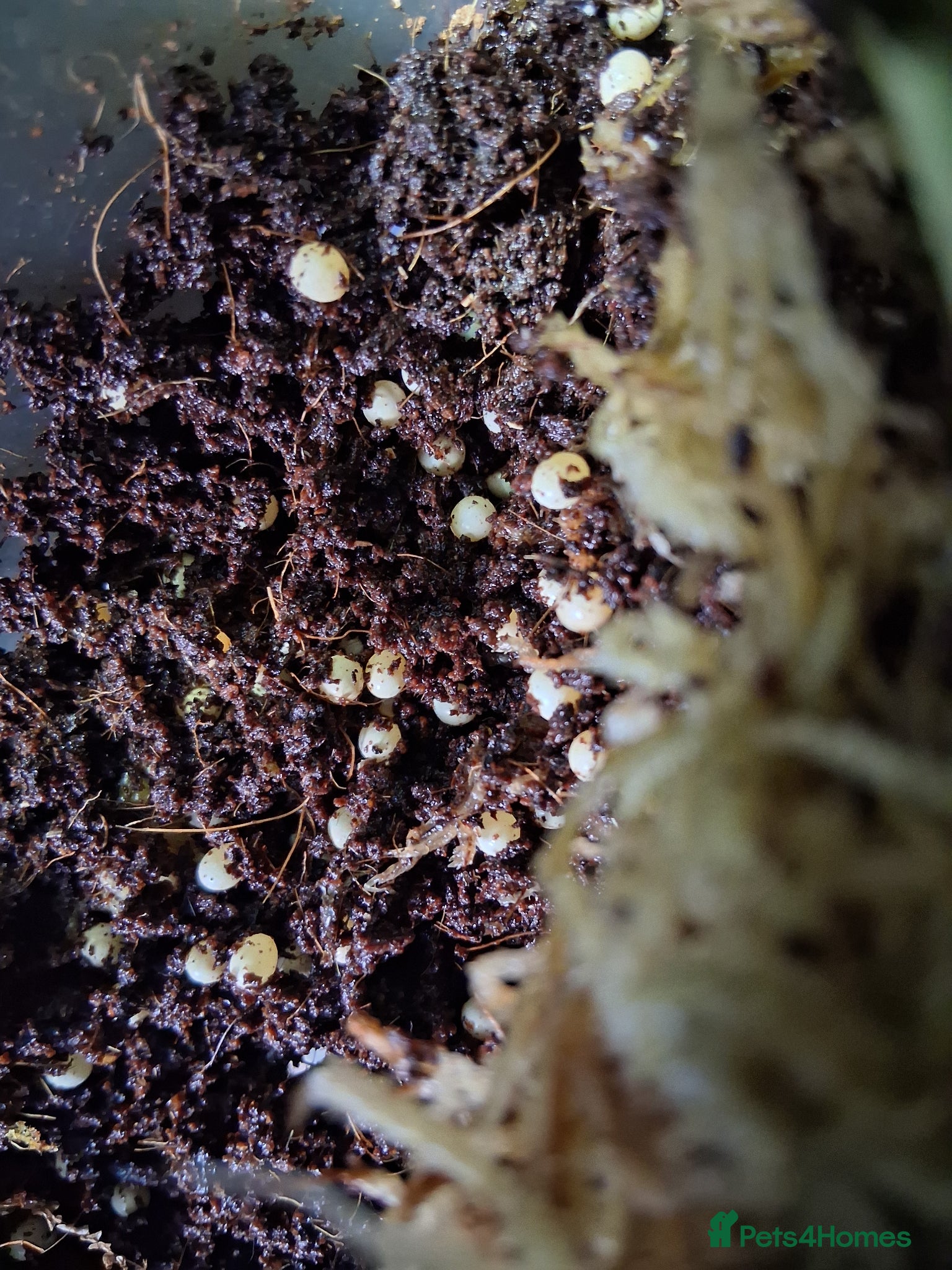 Snails invertebrates for sale: 50 Giant African Snails eggs  - Advert 1