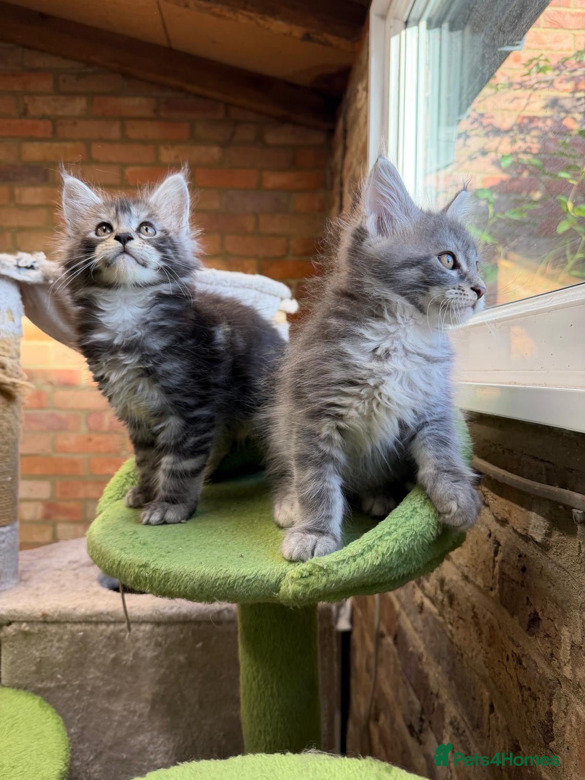 Maine Coon cats !!LAST ONE AVAILABLE!! Stunning Mainecoon Kittens - Advert 2