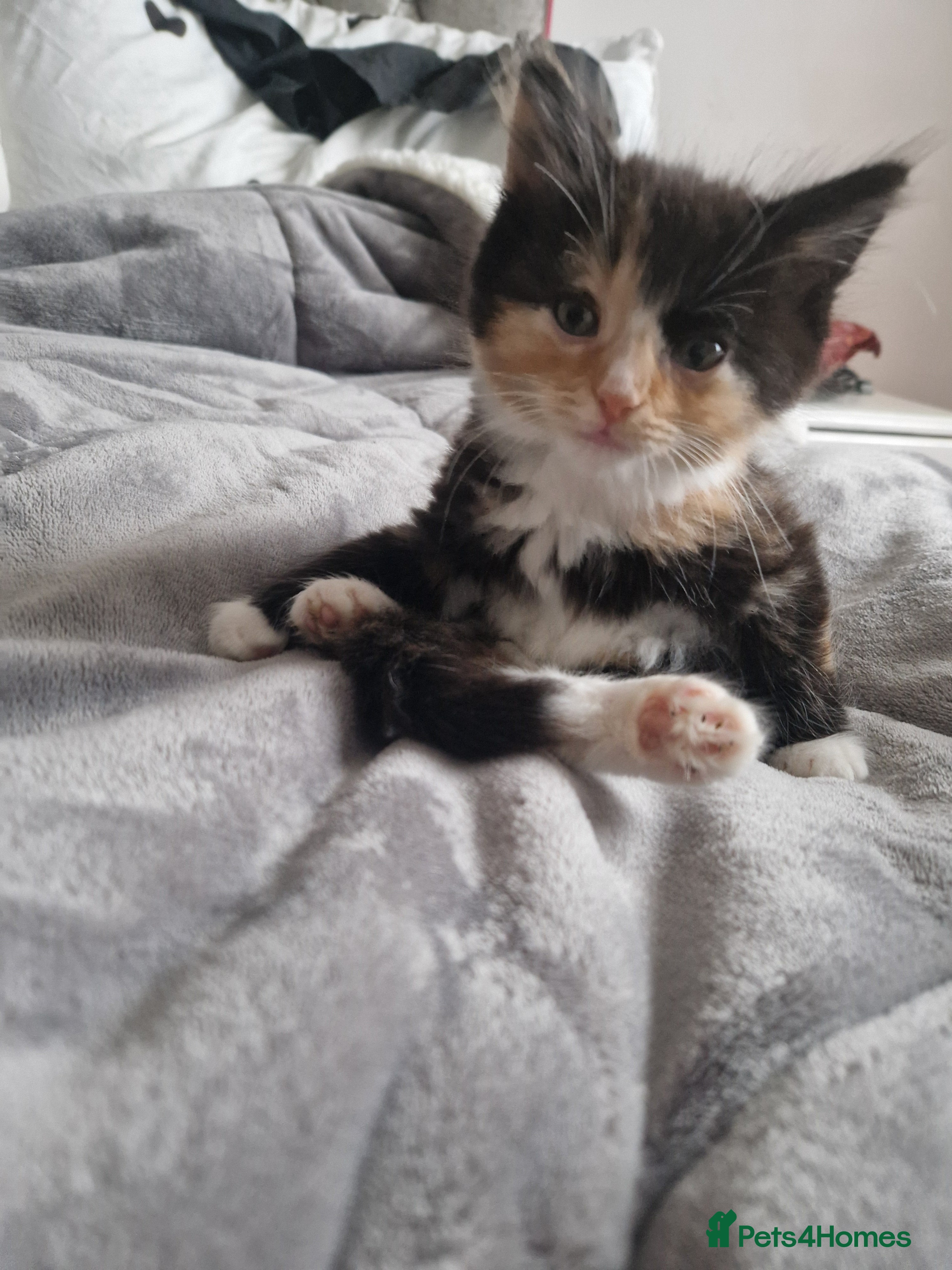 Mixed Breed cats Beautiful kittens  - Advert 1