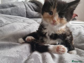 Mixed Breed cats Beautiful kittens - Advert 1