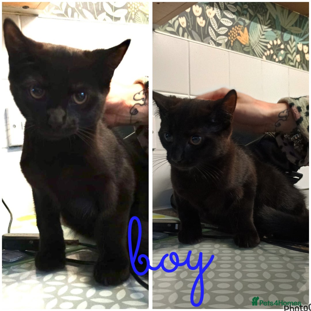 Mixed Breed cats for sale: Kittens - Image 2