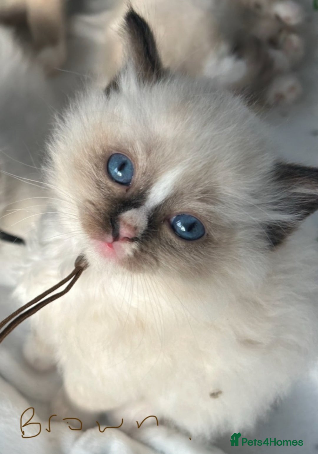 Ragdoll cats for sale: Ragdoll - Ready now - Image 2