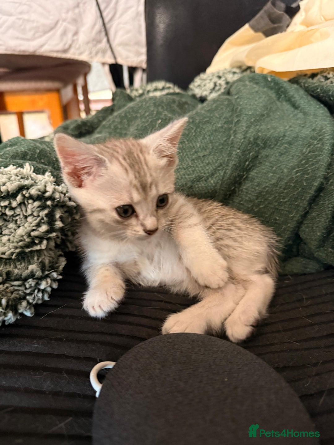 Mixed Breed cats for sale: Cute Kittens - Image 7