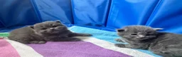 Maine Coon cats for sale: MAGICAL MAINE COON KITTENS - Advert 28