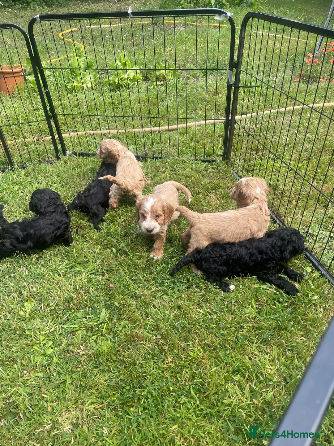 Cockapoo dogs for sale: Beautiful show cockapoo puppies - Image 7