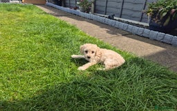 Cockapoo dogs for sale: Beautiful Champagne Cockapoo Girl - 13 weeks old - Image 15