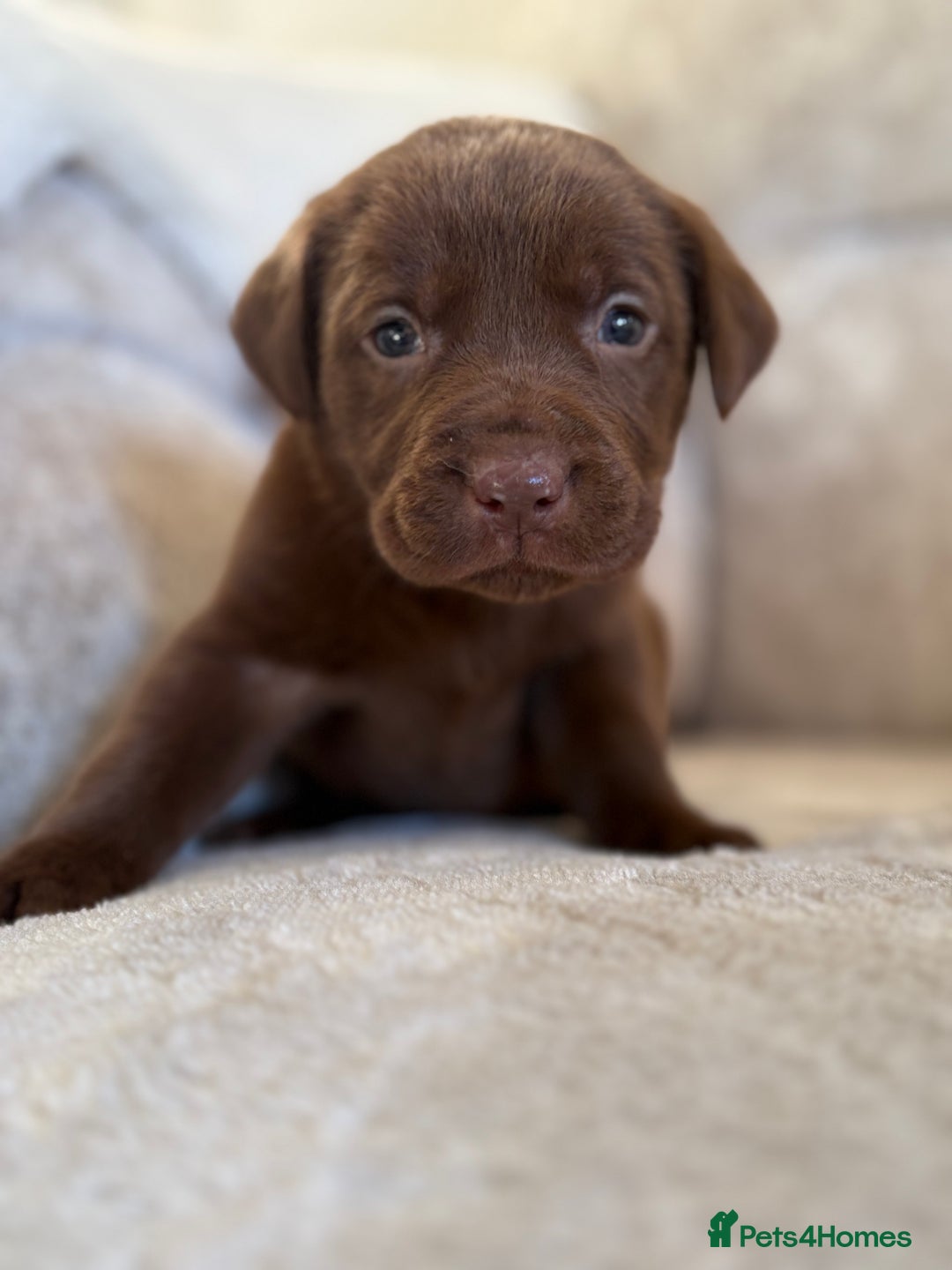 Labrador Retriever dogs for sale: Stunning Labrador puppies - Advert 15