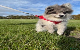 Pomsky dogs for sale: Pomeranian Merle Puppy one left  - Image 13