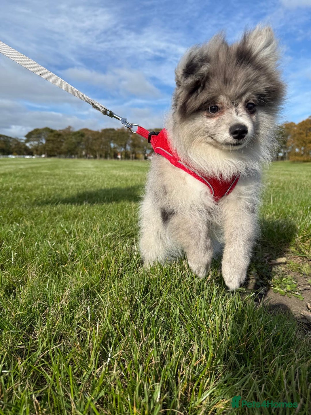 Pomsky dogs for sale: Pomeranian Merle Puppy one left  - Image 13