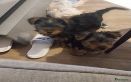 Yorkshire Terrier dogs for sale: Puppies  - Image 3