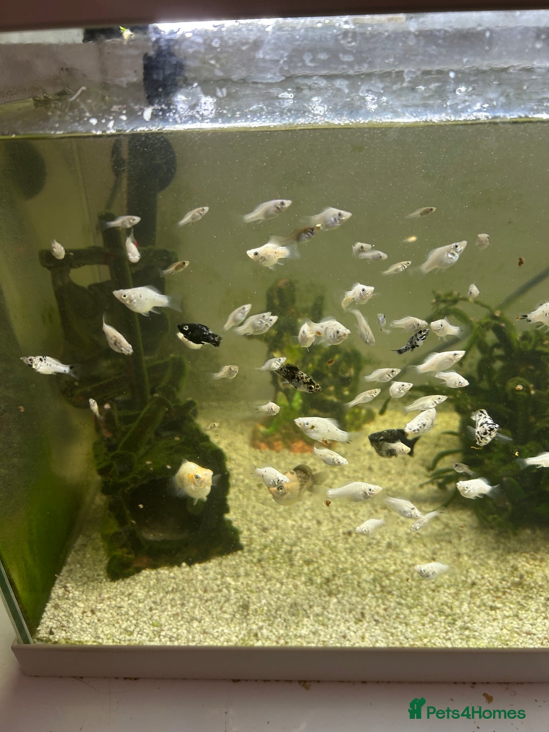 Mollies fish for sale: balloon belly mollies - Advert 1