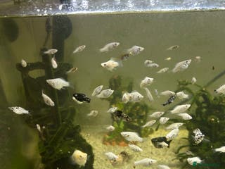 Mollies fish balloon belly mollies - Advert 11