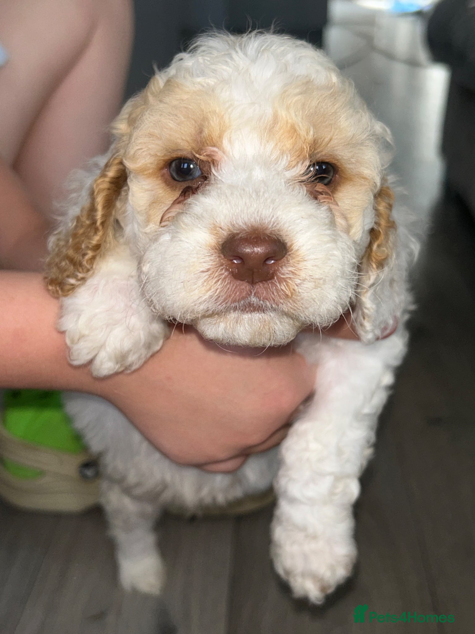 Cockapoo dogs for sale: Teddy bear cockapoos  - Advert 1