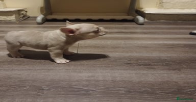 French Bulldog dogs - Advert 15