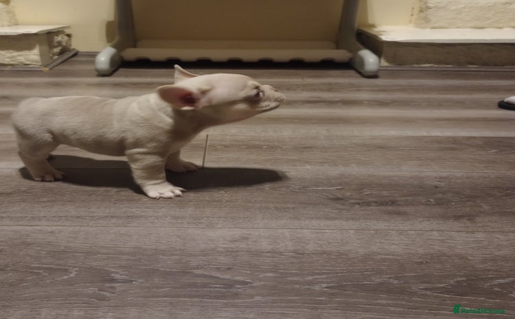 French Bulldog dogs - Advert 3