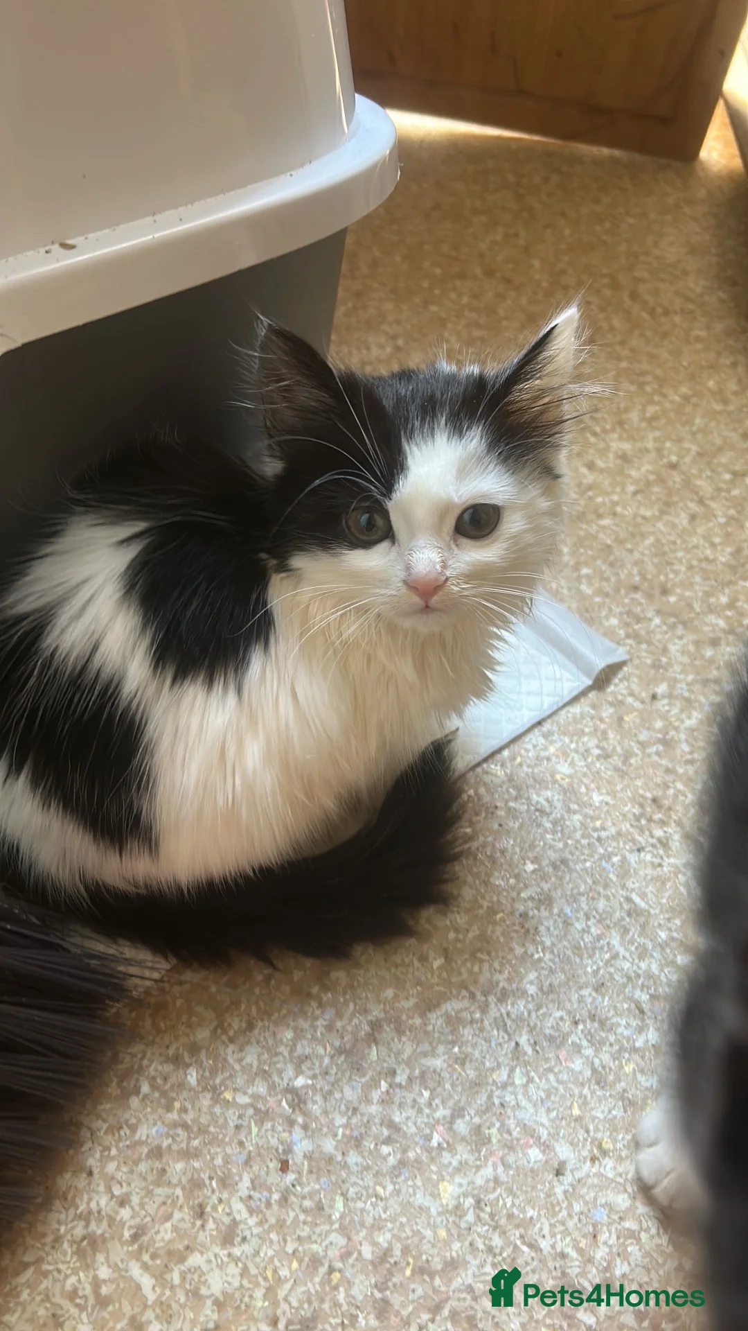 Mixed Breed cats for sale: 3 boys available 2 girls gone  - Advert 2