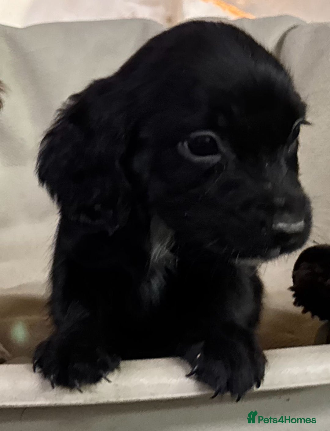 Sprocker dogs for sale: 7 Sprocker puppies  - Advert 5