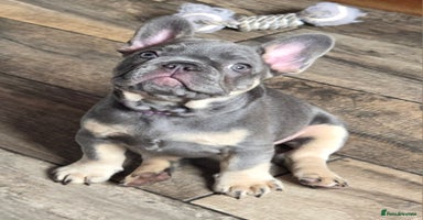 French Bulldog dogs - Advert 2