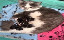 Mixed Breed cats for sale: 4 lovely kittens for sale - Image 1