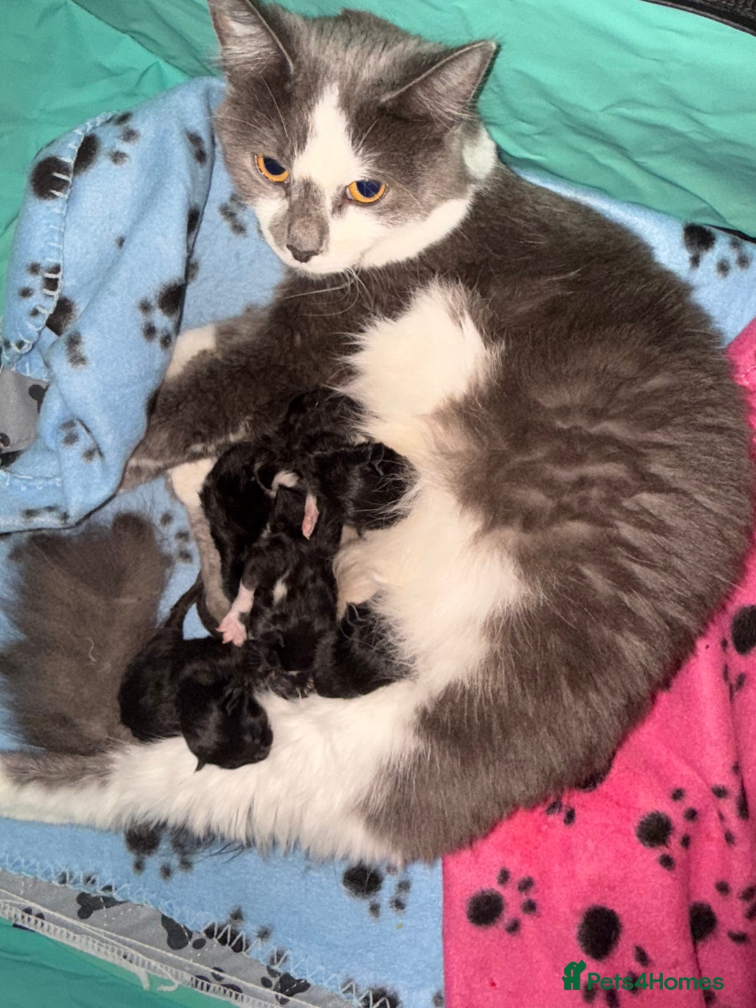 Mixed Breed cats for sale: 4 lovely kittens for sale - Image 1