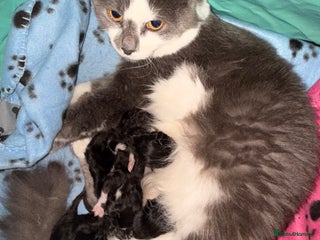 Mixed Breed cats - Advert 2