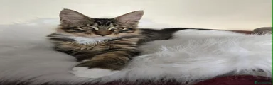 Maine Coon 1