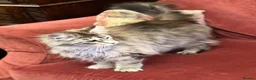 Maine Coon cats for sale: Maine Coon cat for sale in Larne - Advert 10