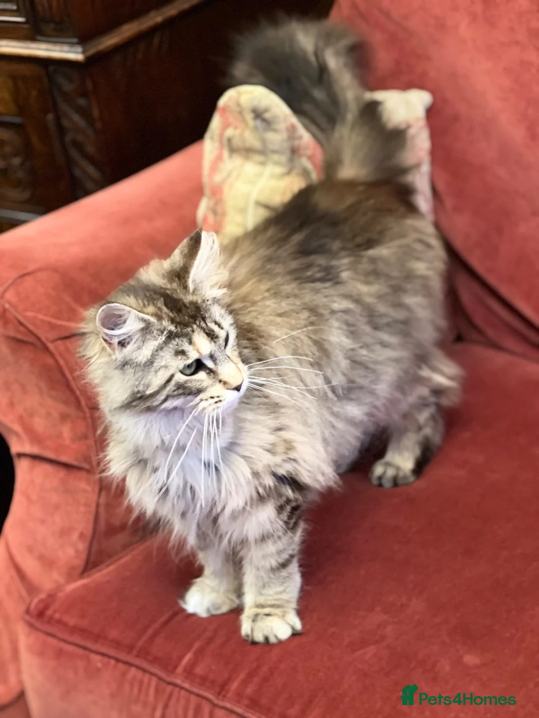 Maine Coon cats for sale: Maine Coon cat for sale in Larne - Advert 10