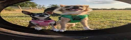 Chihuahua dogs for adoption: Sookie and Piper - Bonded Pair for Adoption 🩷  - Advert 1
