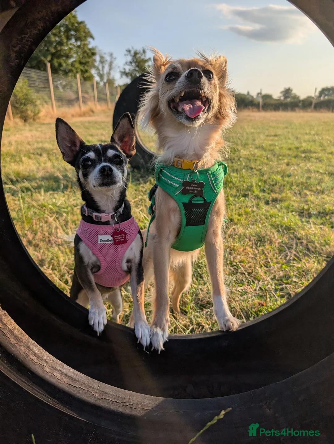 Chihuahua dogs for adoption: Sookie and Piper - Bonded Pair for Adoption 🩷  - Advert 1