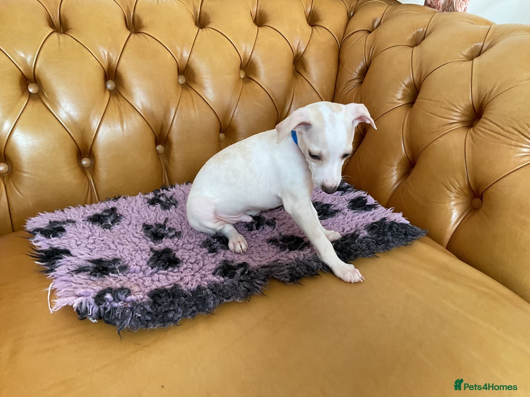Italian Greyhound dogs for sale: Gorgeous Italian greyhound puppies  - Image 14