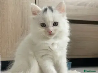 Mixed Breed cats British-longhair Kittens for sale - Advert 7