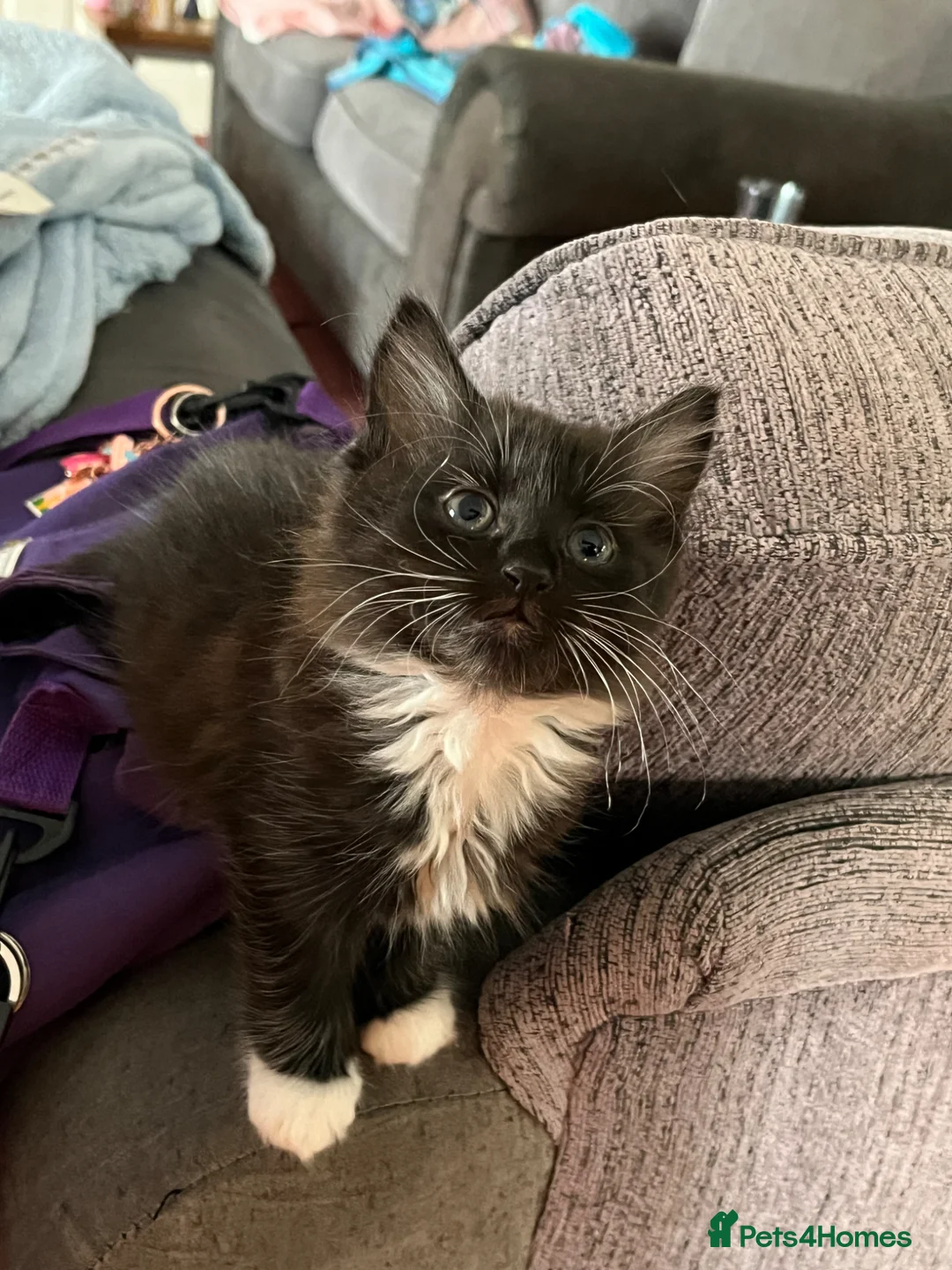 Mixed Breed cats for sale: Very friendly long haired female READY NOW  - Advert 4