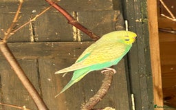 Budgerigars birds for sale: BEAUTIFUL BABY BUDGIES FOR SALE - Image 1
