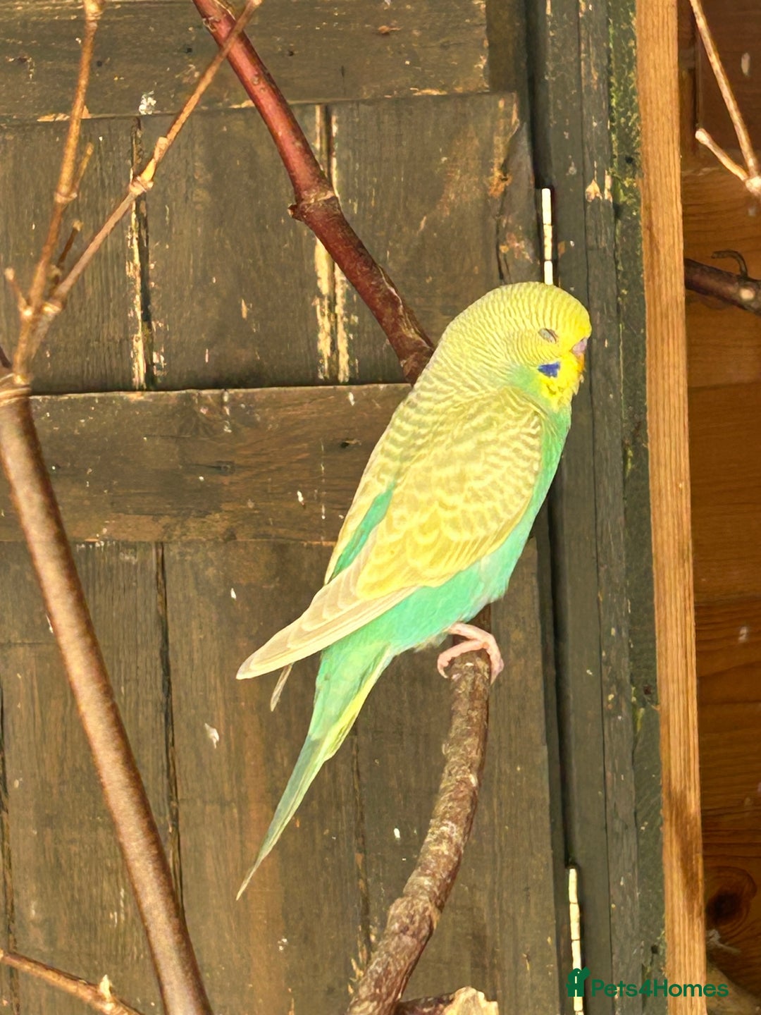 Budgerigars birds for sale: BEAUTIFUL BABY BUDGIES FOR SALE - Image 1