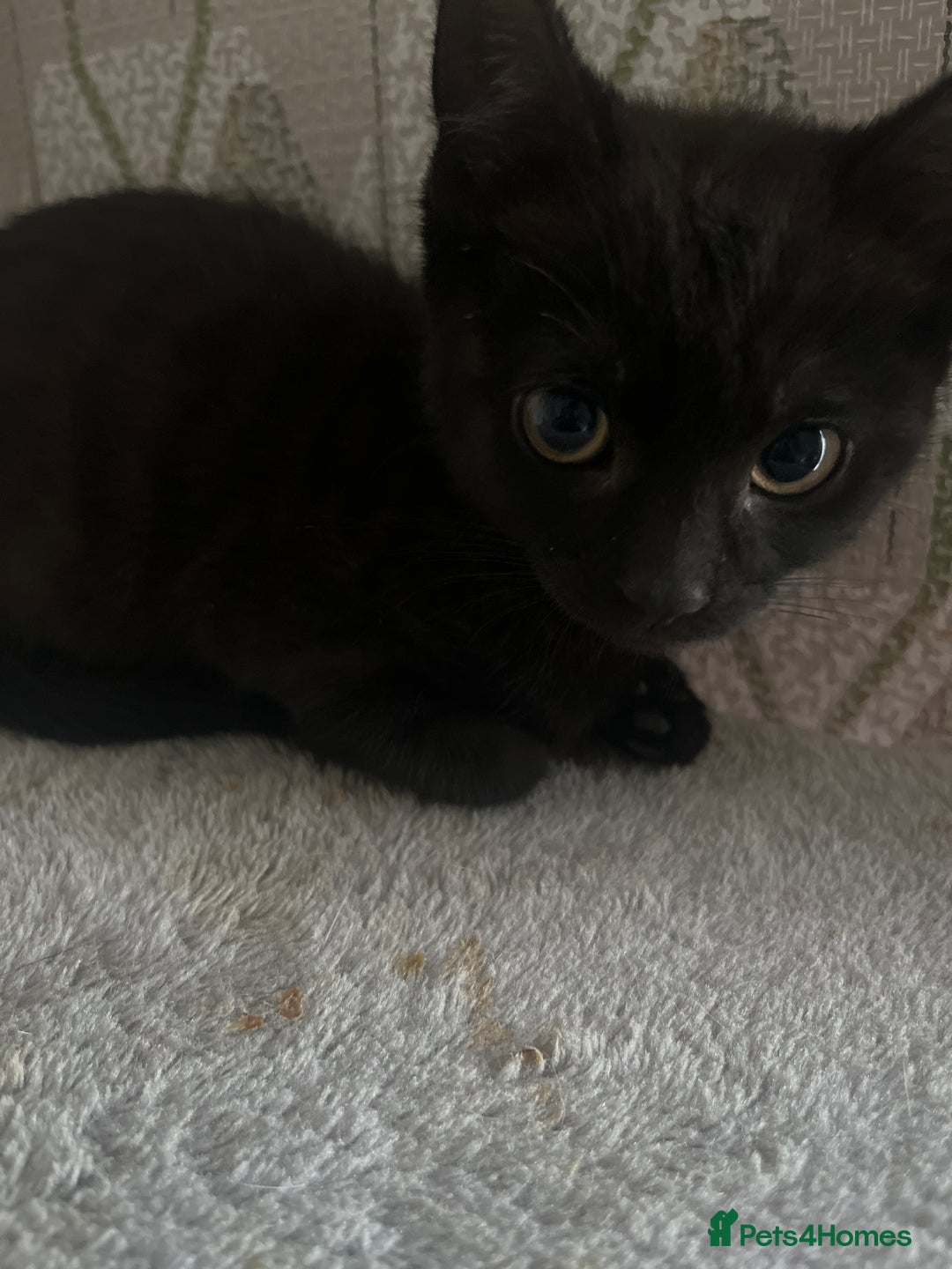 American Wirehair cats for sale: Three Kittens Looking for Good Homes 🐾 - Advert 4