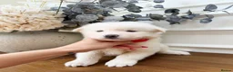 Pomsky dogs for sale: Stunning Blue Eyed Pomskies in London - ready  - Advert 12