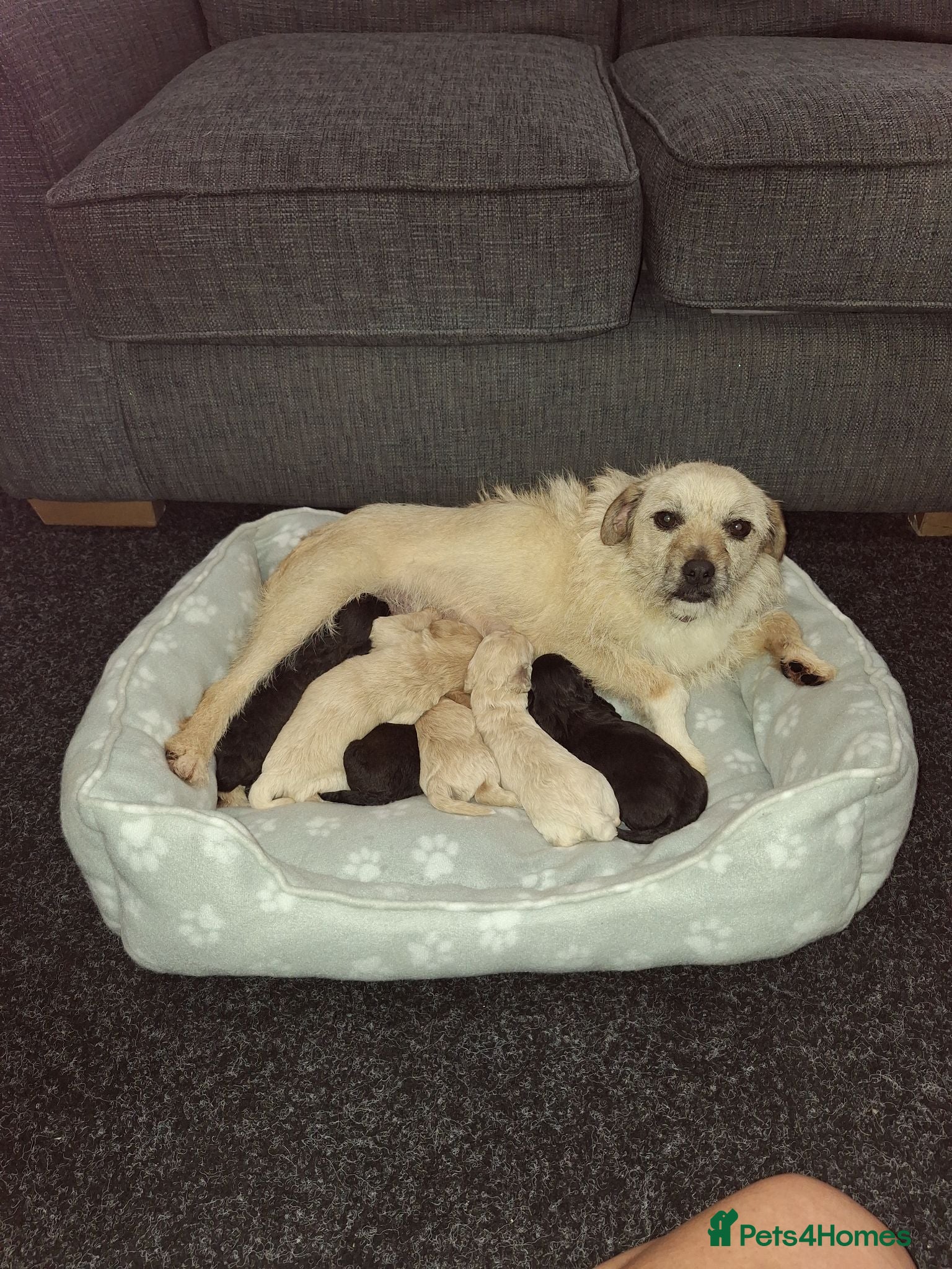 Mixed Breed dogs Border poodle puppies  - Advert 1