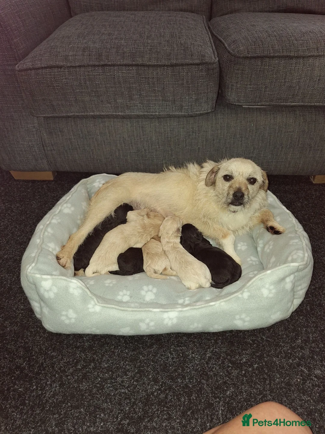 Mixed Breed dogs for sale: Border poodle puppies  in Gretna - Advert 1