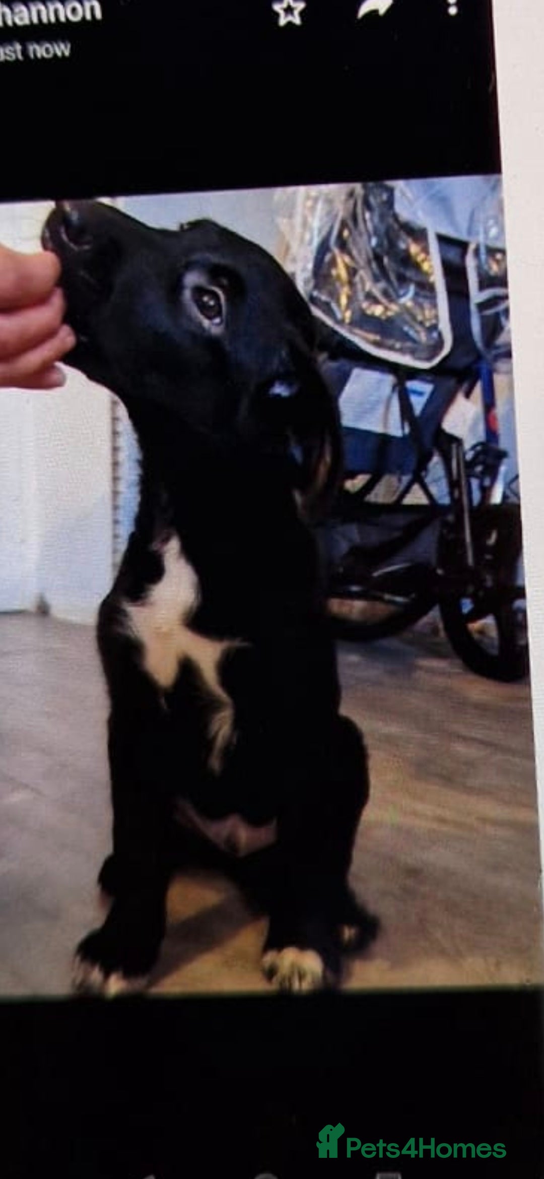 Mixed Breed dogs for sale: Hunterway x collie  - Image 1