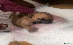 Mixed Breed dogs for sale: Bull Pei puppies - Advert 3