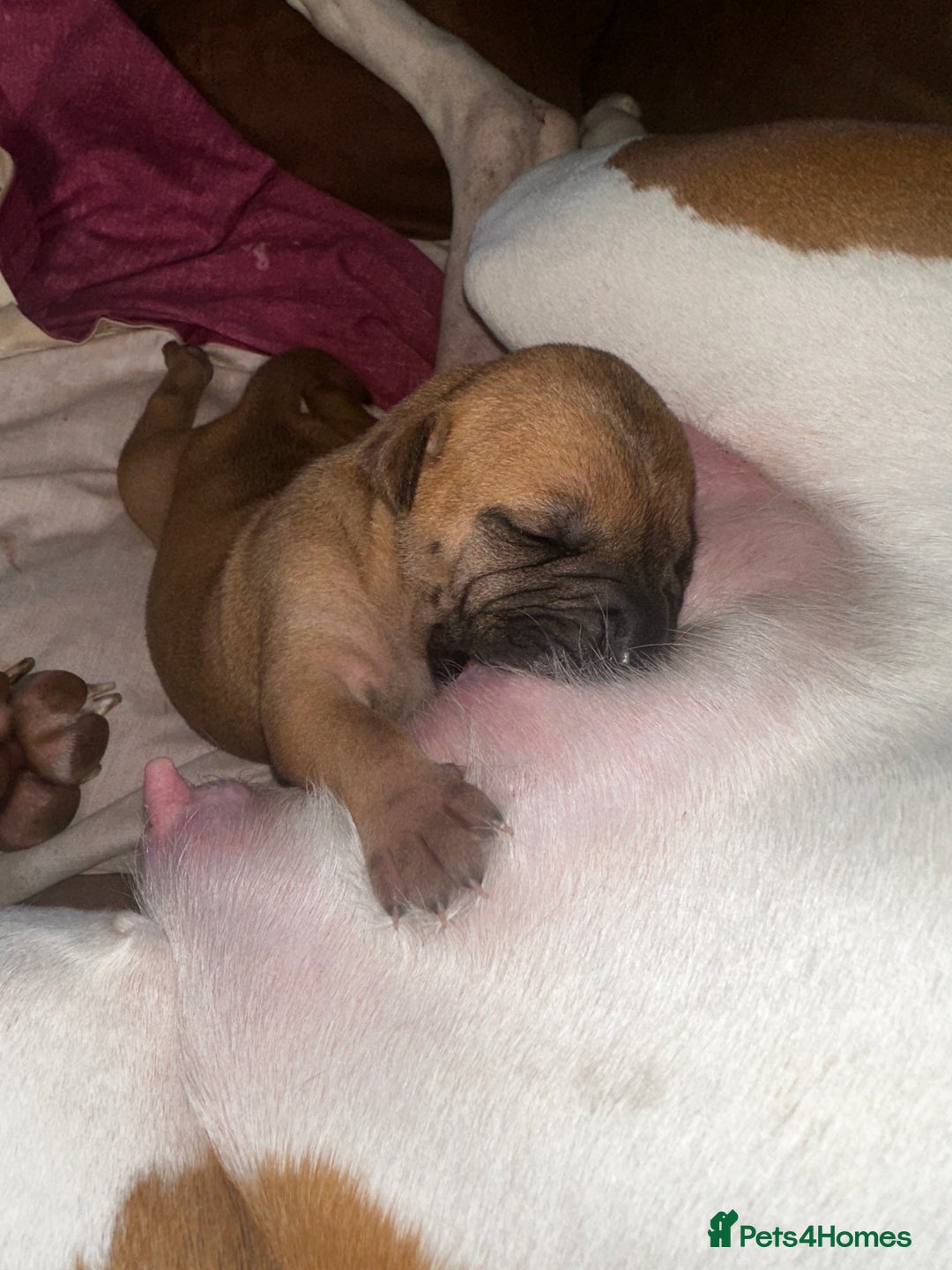 Mixed Breed dogs for sale: Bull Pei puppies - Advert 3