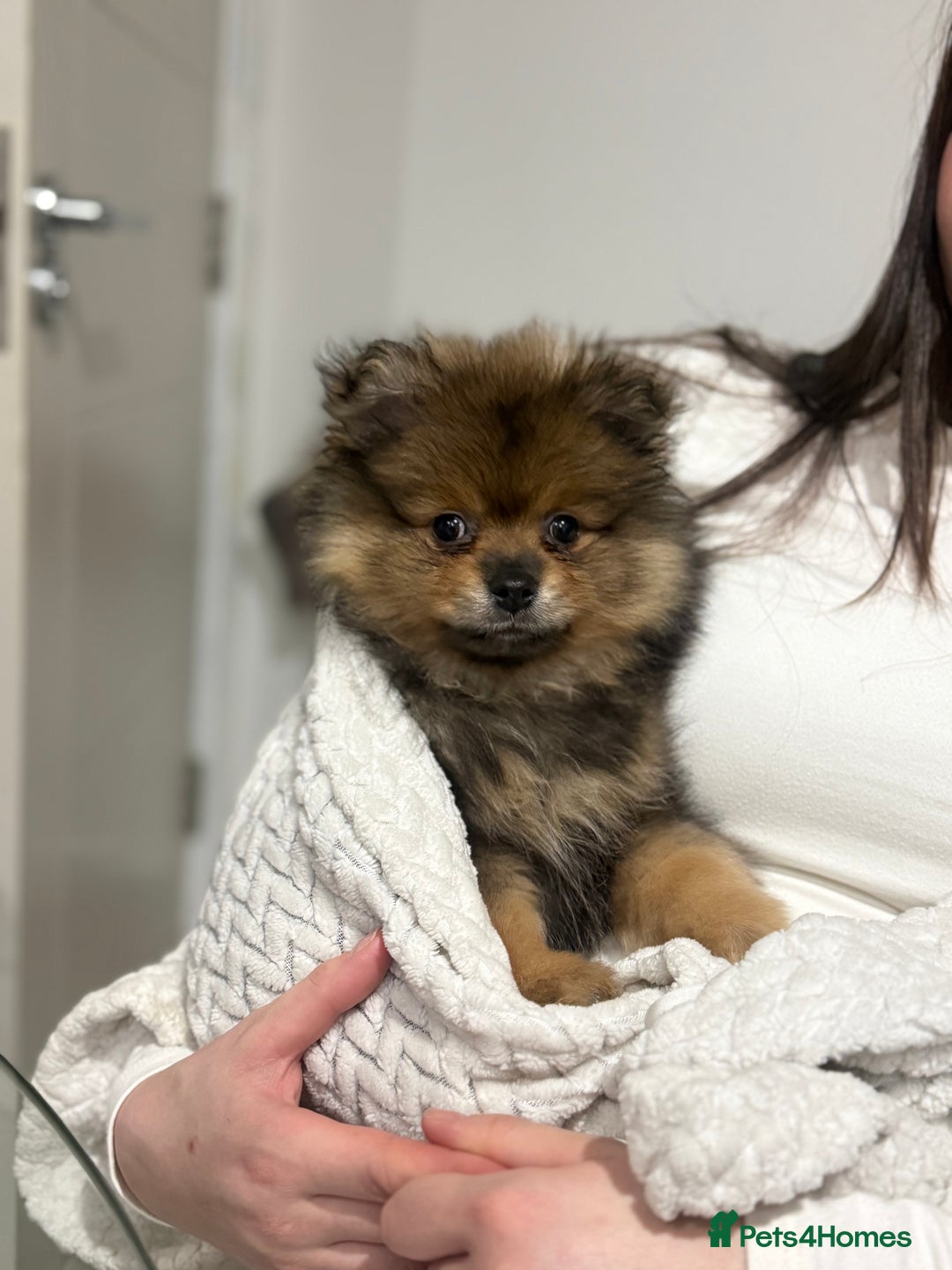 Pomeranian dogs for sale: ✨Pomeranian Puppy Looking for a Loving Home ✨ - Advert 10