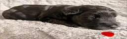 Miniature Schnauzer dogs for sale: Chunky, stunning litter of miniature schnauzers  - Advert 10