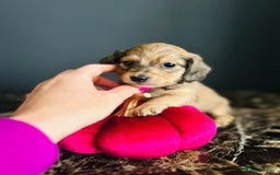 Miniature Dachshund dogs for sale: Cream Litter 5 Star Breeder ⭐️⭐️⭐️⭐️⭐️  - Image 10